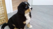 Alpella Aslan